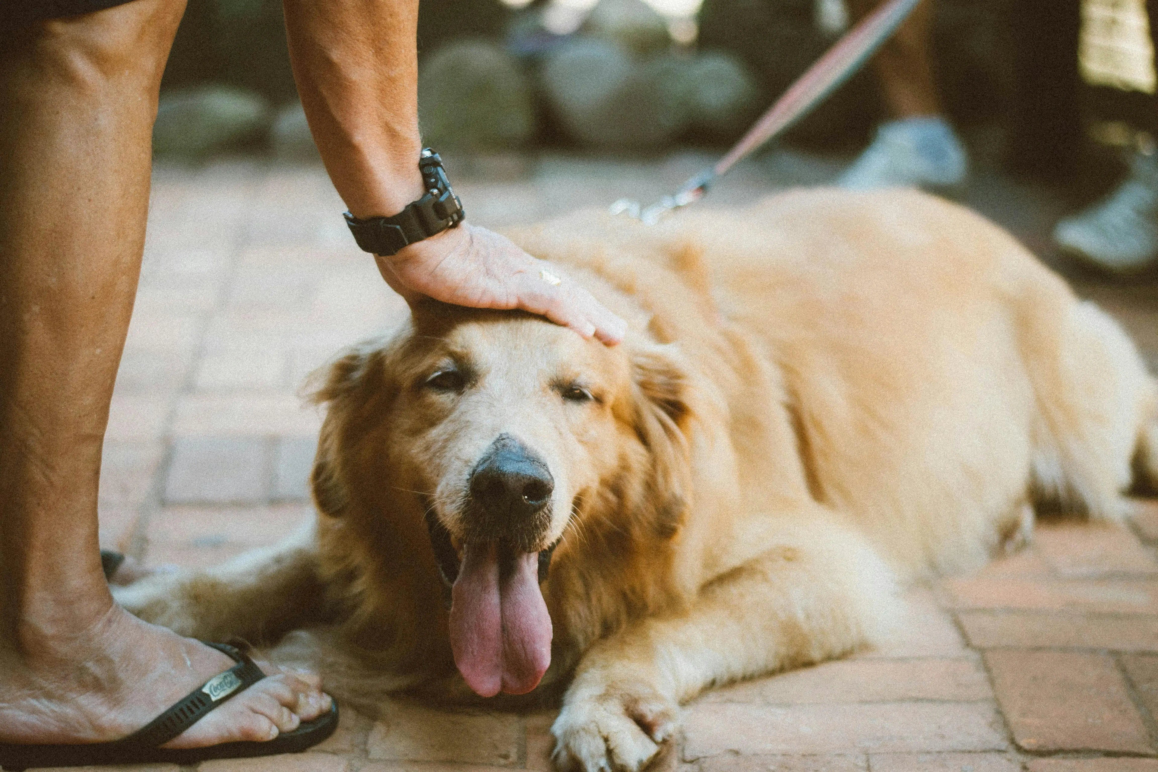 Person petting a dog on a brick path