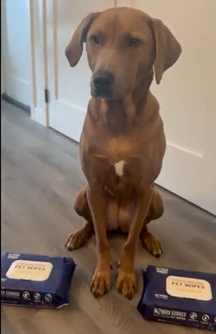 Rhodesian Ridgeback sitting with two packs of Modern Kindred Hypoallergenic Unscented Pet Wipes, extra large wipes for big dogs
