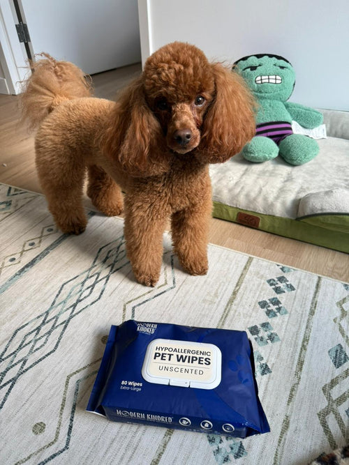Apricot toy poodle with Modern Kindred Hypoallergenic Unscented Pet Wipes, fragrance-free wipes for dogs