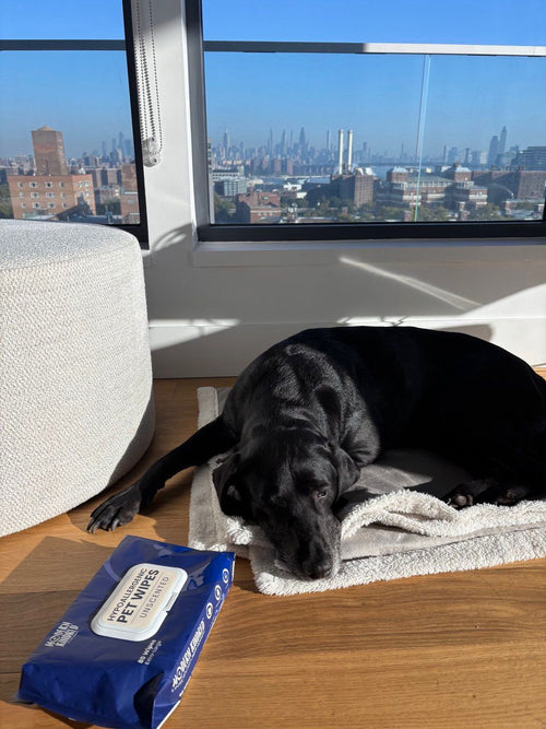 Black Labrador resting next to Modern Kindred Hypoallergenic Unscented Pet Wipes, extra large wipes for big dogs
