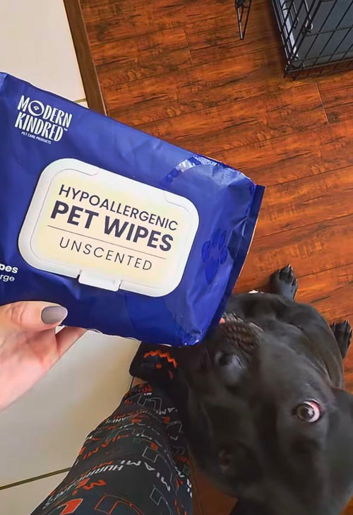 Large black dog with Modern Kindred Hypoallergenic Unscented Pet Wipes, fragrance-free wipes for large dogs
