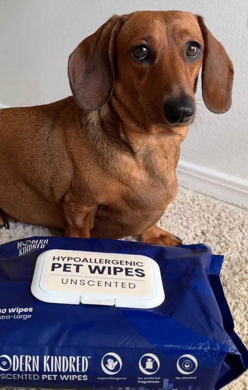 Short haired dachshund with Modern Kindred Hypoallergenic Unscented Pet Wipes, pH balanced wipes for dogs
