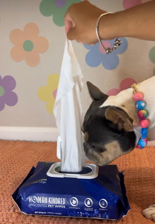 French bulldog sniffing extra large wipe from Modern Kindred Hypoallergenic Unscented Pet Wipes pack