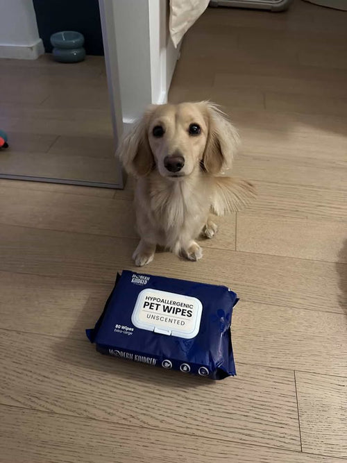 Long haired dachshund with Modern Kindred Hypoallergenic Unscented Pet Wipes, natural bamboo pet wipes for dogs