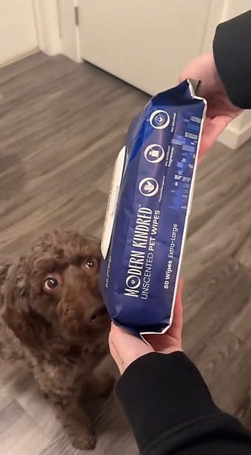 Chocolate doodle looking up at Modern Kindred Unscented Pet Wipes, gentle pH balanced wipes for dogs