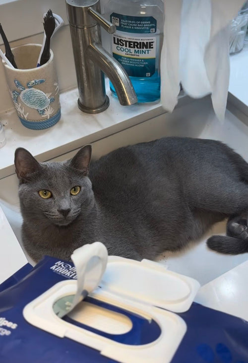Gray cat sitting next to Modern Kindred Hypoallergenic Unscented Pet Wipes pack in bathroom